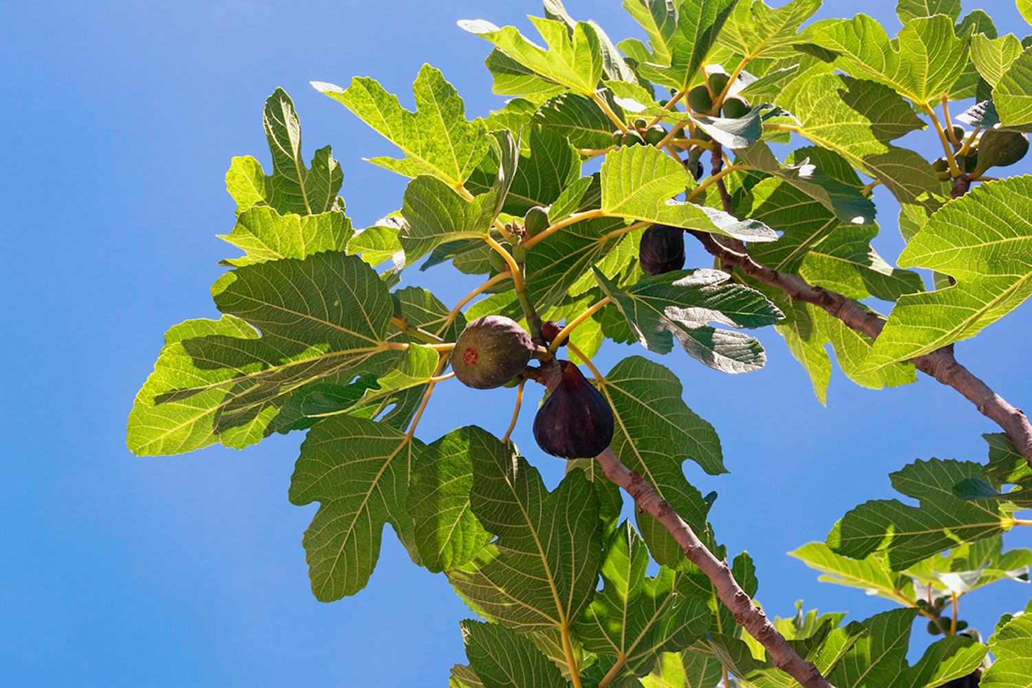 Figentræ udendørs Figentræ udendørs i haven